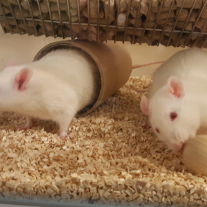 rats jouant avec une balle en bois