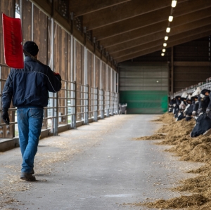 Animalier surveillant les vaches en stabulation sur le centre Inra Val de Loire de Tour